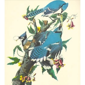 c1950 Audubon Print, Blue Jay