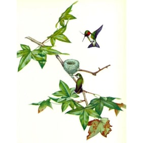 1950 Menaboni Print, Ruby-throated Hummingbird