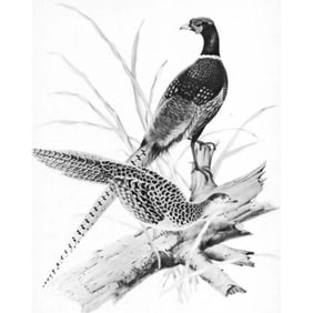 1950 Menaboni Print, Ring-necked Pheasant ( Black/White )
