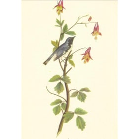 c1950 Audubon Print, Black Throated Blue Warbler