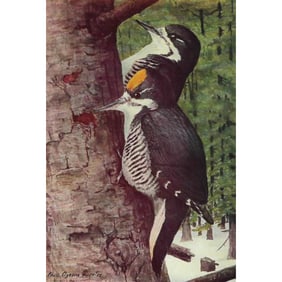 1936 Pearson Birds, #95 Woodpecker, Arctic Three-Toed
