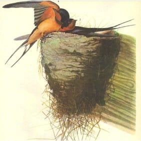 1946 Audubon Print, #173 Barn Swallow