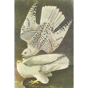 c1946 Audubon Print, #366 Gyrfalcon