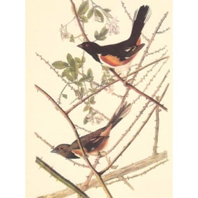 c1950 Audubon Bird Print, Towhee