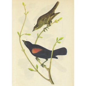 c1946 Audubon Print, #420 Bicolored Red-Wing