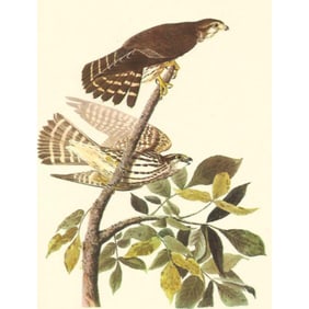 c1950 Audubon Print, Merlin or Pigeon Hawk