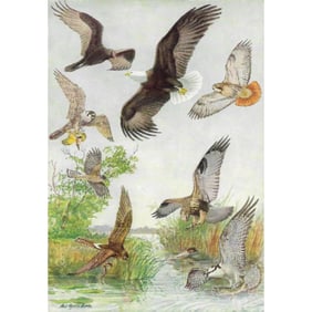 1936 Pearson Birds, Birds of Prey ( Vulture, Bald Eagle, Hawks, Osprey )