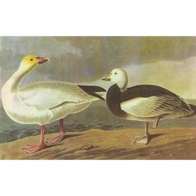 c1946 Audubon Print, #381 Blue and Snow Goose