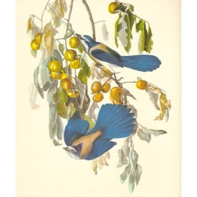 c1950 Audubon Print, Florida or Scrub Jay