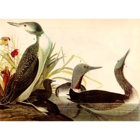 c1946 Audubon Print, #202 Red-Throated Loon