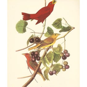 c1950 Audubon Print, Summer Tanager