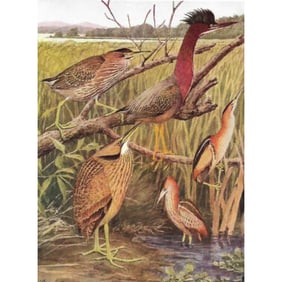1936 Pearson Birds Print, Heron, Bittterns
