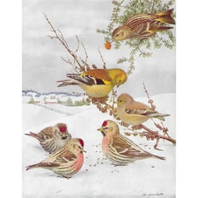 1936 Pearson Birds Print, Goldfinch, Redpoll, Siskin