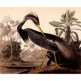 c1946 Audubon Print, #217 Louisiana Heron