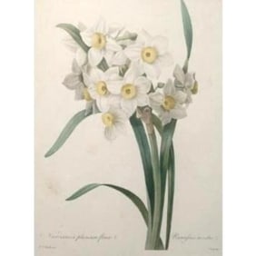 After Pierre-Jospeh Redoute, Floral Print, #84 Narcisse, Dafodil