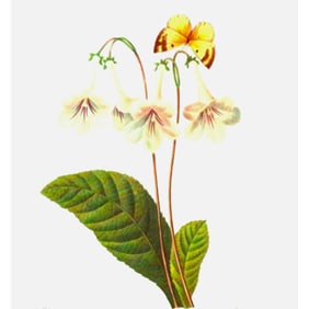After Pierre-Jospeh Redoute, Floral Print, #137 Gloxinia