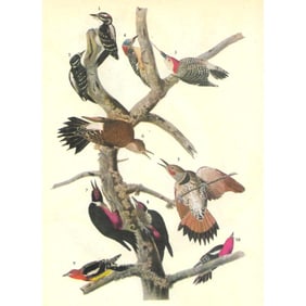 c1946 Audubon Print, #416 Five Woodpeckers