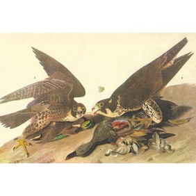 c1946 Audubon Print, #16 Duck Hawk