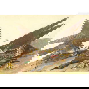c1946 Audubon Print, #16 Duck Hawk: John James Audubon, book plate print, # 16 Duck Hawk, taken from a 1946 edition of "The Birds Of America". 8 1/2" X 11 1/2". Comes with 11" X 14" mat.