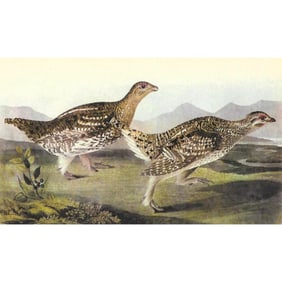 c1946 Audubon Print, #382 Sharp-Tailed Grouse