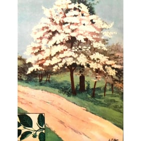 1920s Flowering Dogwood Color Lithograph Print
