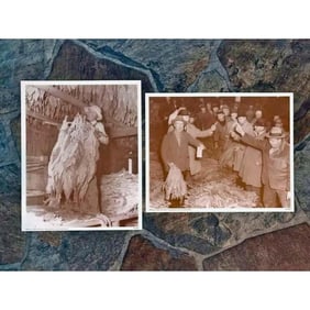Mid Century Tobacco Production Scenes, Photo Prints