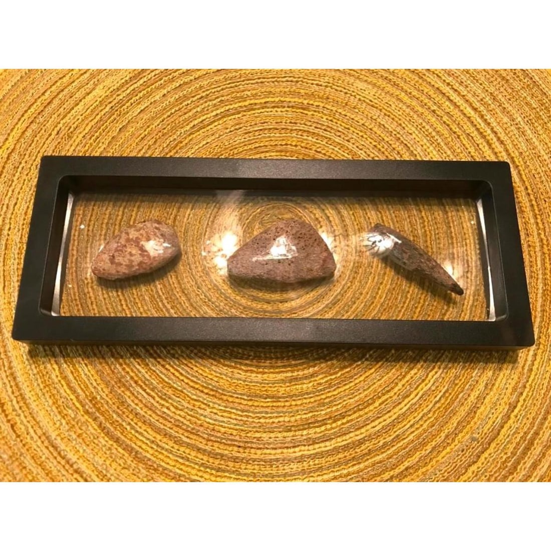 Prehistoric Dinosaur Bones Fossil Display (1 of 5)