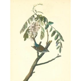 c1946 Audubon Print, #104 Chipping Sparrow