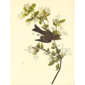 c1946 Audubon Print, #115 Wood Pewee