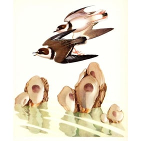 Vintage Menaboni Bird Lithograph, Semipalmated Plover