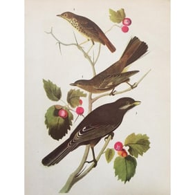 c1946 Audubon Print, #419 Thrush, Solitaire, Jay