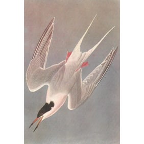c1950 Audubon Print, Roseate Tern