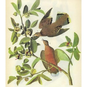 1946 Audubon Print, #162 Zenaida Dove
