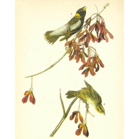 c1946 Audubon Print, #54 Bobolink