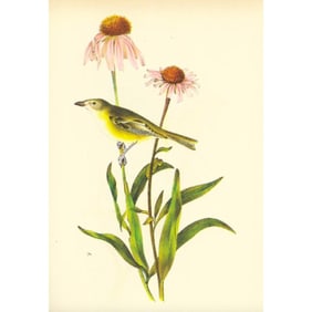 1937 Audubon #485 Bell's Vireo
