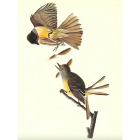 c1946 Audubon Print, #129 Crested Flycatcher