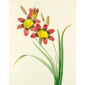 After Pierre-Jospeh Redoute, Floral Print, #63 Lxia