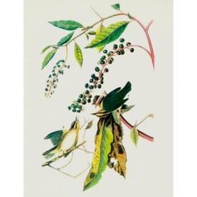 c1946 Audubon Print, #14 Worm-Eating Warbler