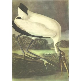 c1946 Audubon Print, #216 Wood Ibis