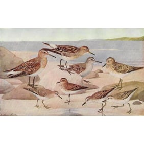 1936 Pearson Birds, #69 Sandpipers