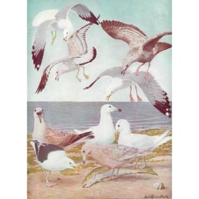 1936 Pearson's Birds of America, #5 Gulls