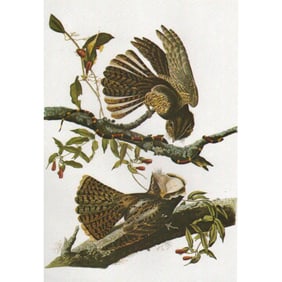 c1946 Audubon Print, #52 Chuck-Will's-Widow