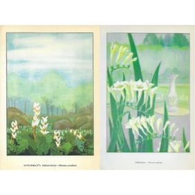 Pair of Vintage Color Lithographs, Freesia, Dutchman's Breeches