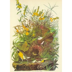 c1946 Audubon Print, #136 Meadow Lark