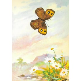 1920s Blue-Eyed Grayling Butterfly Color Lithograph Print