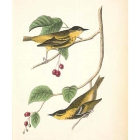 c1946 Audubon Print, #60 Carbonated Warbler