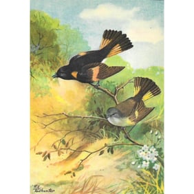 1920s Redstart Color Lithograph Print