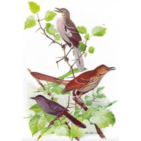 1936 Pearson's Birds Lithogaph, Mockingbird, Thrasher, Catbird
