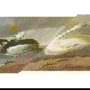 c1946 Audubon Print, #381 Blue and Snow Goose: John James Audubon, book plate print, # 381 Blue and Snow Goose, taken from a 1946 edition of "The Birds Of America." 8 1/2" X 11". Comes with 11" X 14" mat.