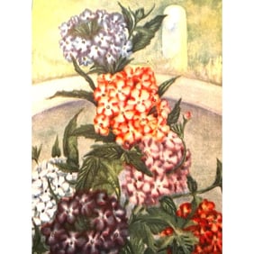 1920's Verbena, Color Lithograph Print